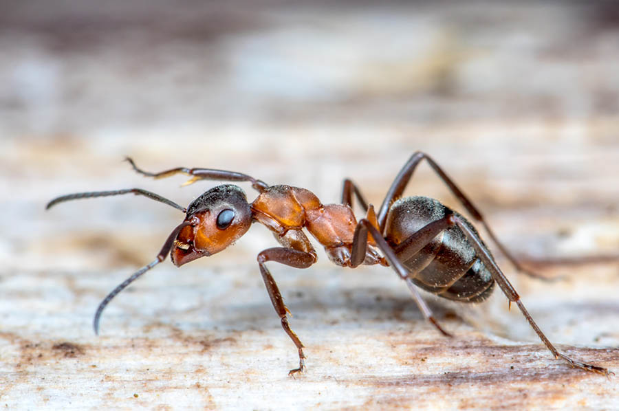 Disinfestazione formiche